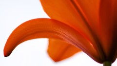 Flowers nature Lilies white background orange flowers