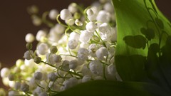 Flowers nature lily of the valley