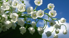 Flowers nature lily of the valley