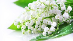 Flowers nature lily of the valley