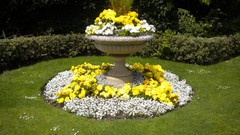 Flowers nature London Parks