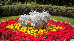 Flowers nature London Parks