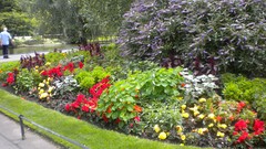 Flowers nature London Parks