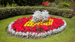 Flowers nature London Parks