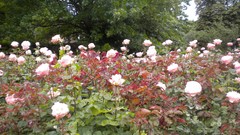 Flowers nature London Parks