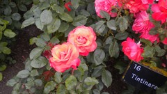 Flowers nature London Parks