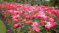 Flowers nature London Parks