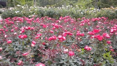 Flowers nature London Parks