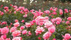 Flowers nature London Parks