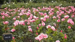 Flowers nature London Parks