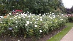 Flowers nature London Parks