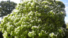Flowers nature London Parks flowered trees Queen Mary's Gardens