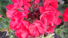 Flowers nature London Parks Queen Mary's Gardens