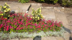 Flowers nature London Parks Queen Mary's Gardens