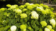 Flowers nature London Parks Queen Mary's Gardens