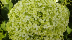 Flowers nature London Parks Queen Mary's Gardens