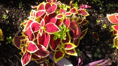 Flowers nature London Parks Queen Mary's Gardens