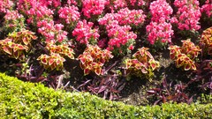 Flowers nature London Parks Queen Mary's Gardens