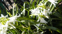 Flowers nature London white flowers Parks Queen Mary's Gardens