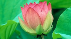 Flowers nature lotus flower