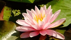 Flowers nature lotus flower