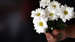 Flowers nature love Daisy white flowers