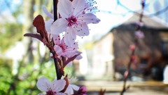 Flowers nature love Green French Weeds outdoors pentax lila