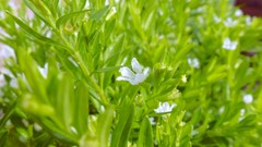 Flowers nature love white Green Plants