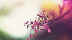 Flowers nature macro Plants bokeh branch