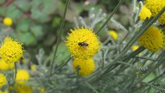 Flowers nature Marigold