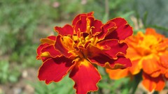 Flowers nature Marigold