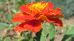 Flowers nature Marigold