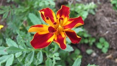 Flowers nature Marigold