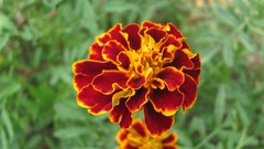 Flowers nature Marigold