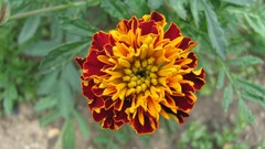 Flowers nature Marigold
