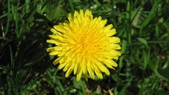 Flowers nature Marigold