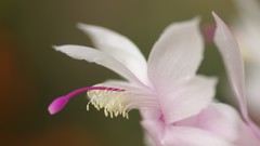 Flowers nature market