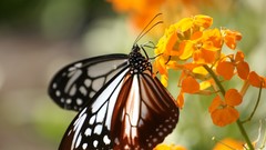 Flowers nature market