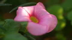 Flowers nature market
