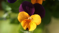 Flowers nature market