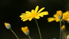 Flowers nature market