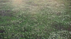 Flowers nature meadows
