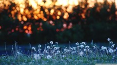 Flowers nature meadows dandelions bokeh