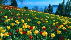 Flowers nature meadows tulips
