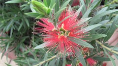 Flowers nature mimosa