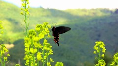 Flowers nature Mountains Butterflies insects yellow flowers