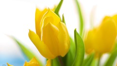 Flowers nature Mountains spring