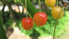 Flowers nature multicolor 1940