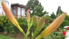 Flowers nature multicolor 1970