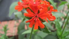 Flowers nature multicolor 2008